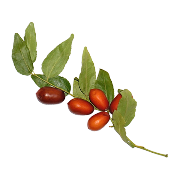 שמן חוחובה