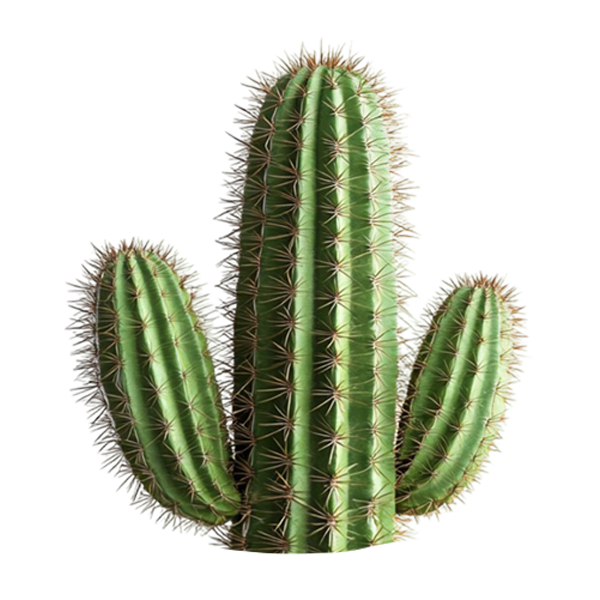 زيت الصبّار العضوي